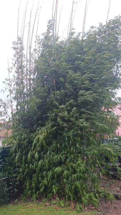 Mudas de Bambu gigante