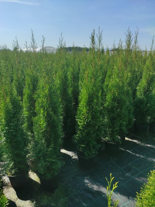 Tuja Thuja szmaragd  100cm Transport.