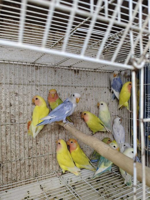 Roseicollis muito bonitos