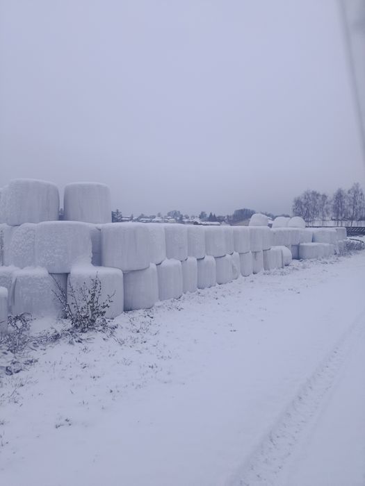 Sprzedam bele sianokiszoni