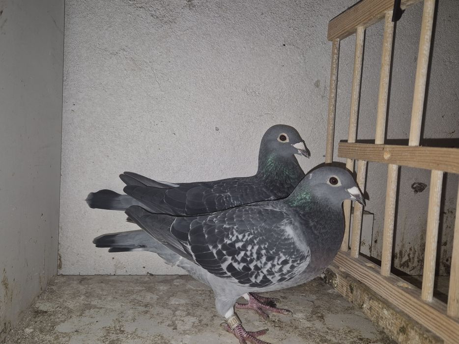 Sprzedam parę aardenow I inne