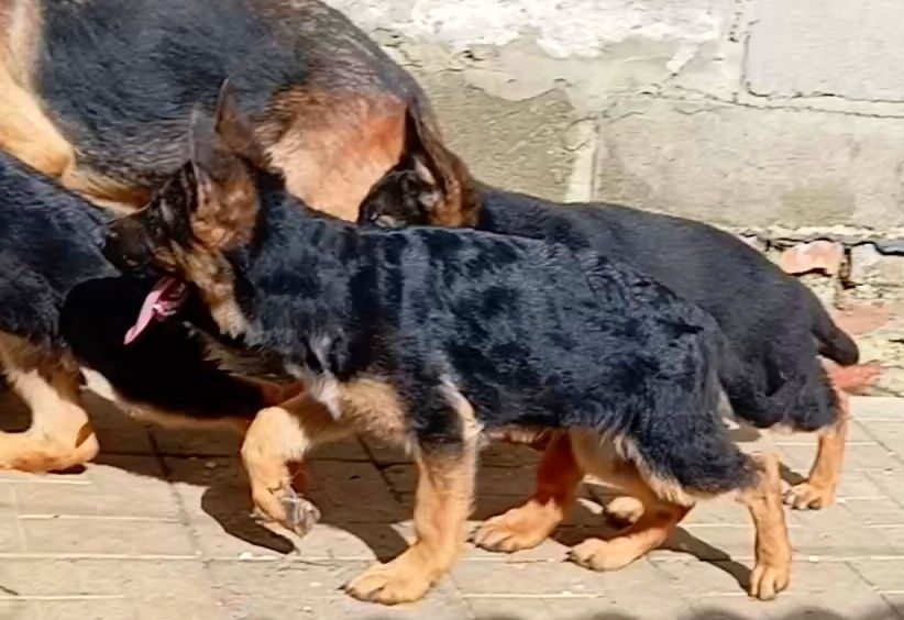 Суки стандарт яркого окраса.