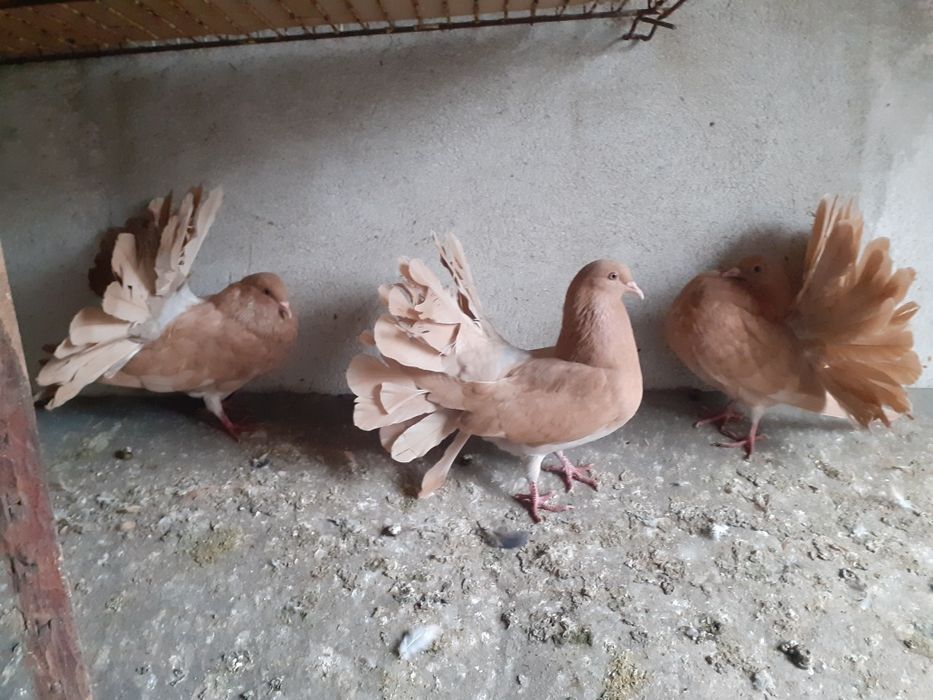 Sprzedam pawie żółte