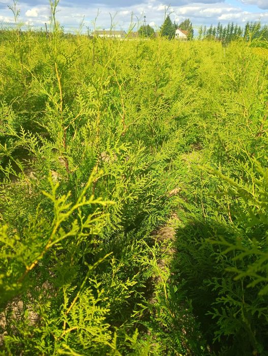 Sprzedam Thuje occ Brabant 200- 220cm