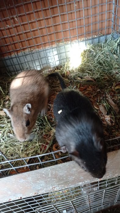 Піщані мишки,гризуни