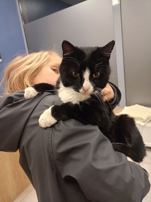 Paczusia - roczna kotka do adopcji !