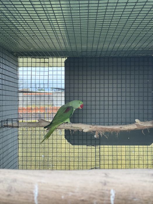 Grande alexandre 2025