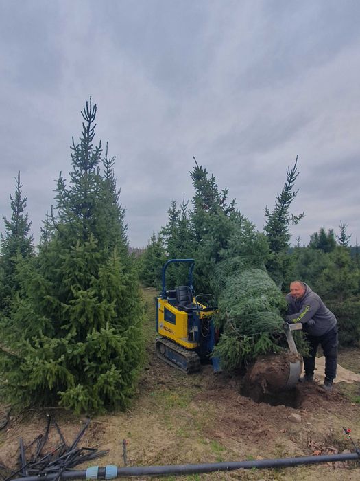 Świerk serbski PICEA OMORICA 400-600cm Kopane Maszyną TRANSpor PREMIUM