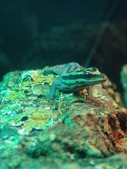 Lygodactylus kimhowelli gekon dzienny jaszczurka