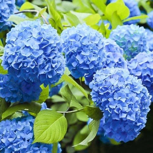 Гортензія широколиста ОПТ (hydrangea macrophylla) однорічні саджанці