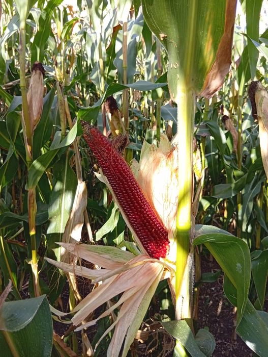 Kukurydza Ruby Red