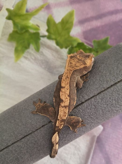 Gekon orzęsiony nsex Harlequin 12g