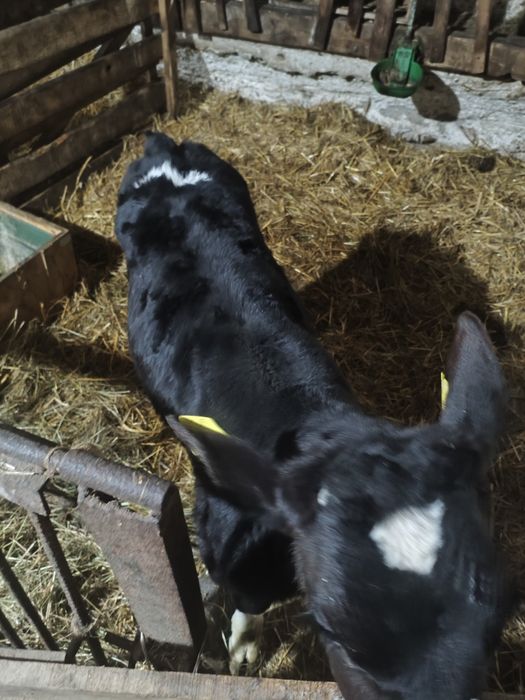 Sprzedam cielaka byczka