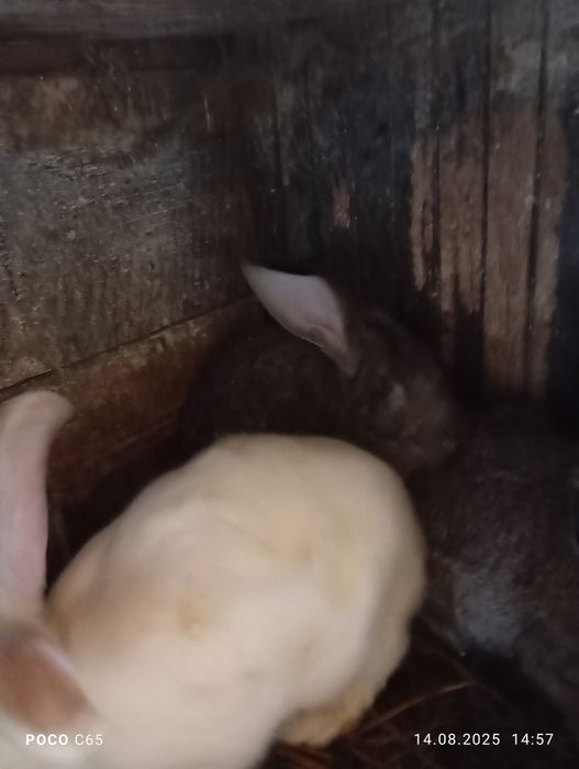 Продам кролі великі файні