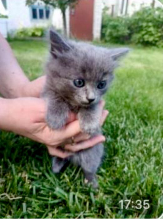 Кошенята (сіре, руде)