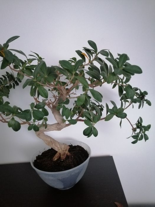 Ficus fikus Bonsai dwie sztuki