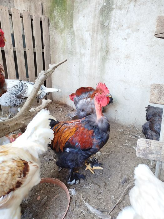 Vendo  galos do campo