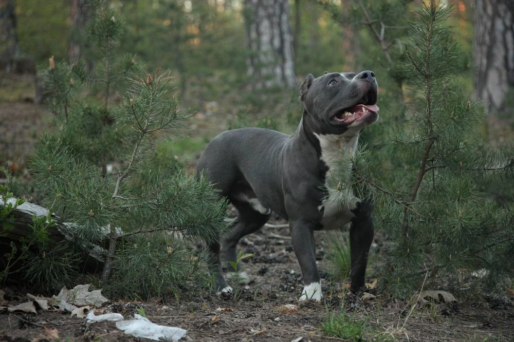 Американський буллі Хl голубого кольору вязка