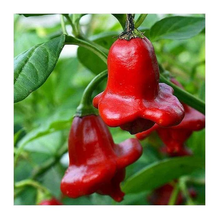 Malaguetas de todo o tipo