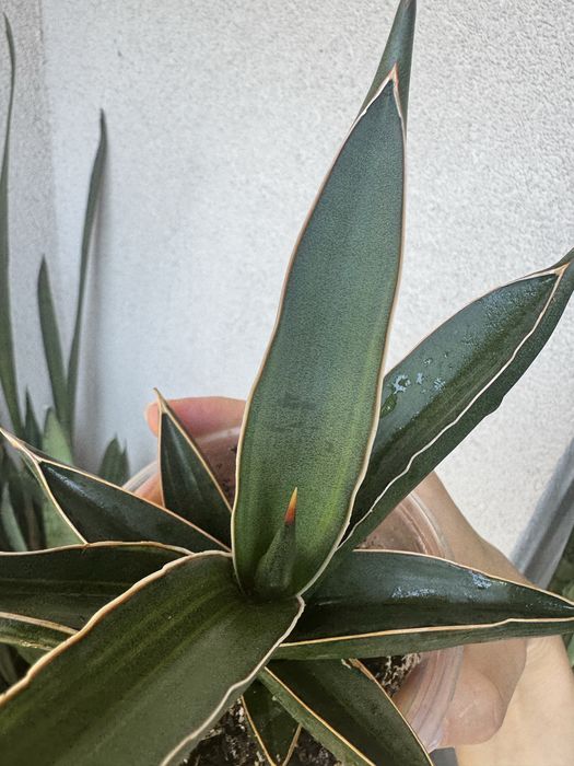 Sansevieria Robuscula variegated