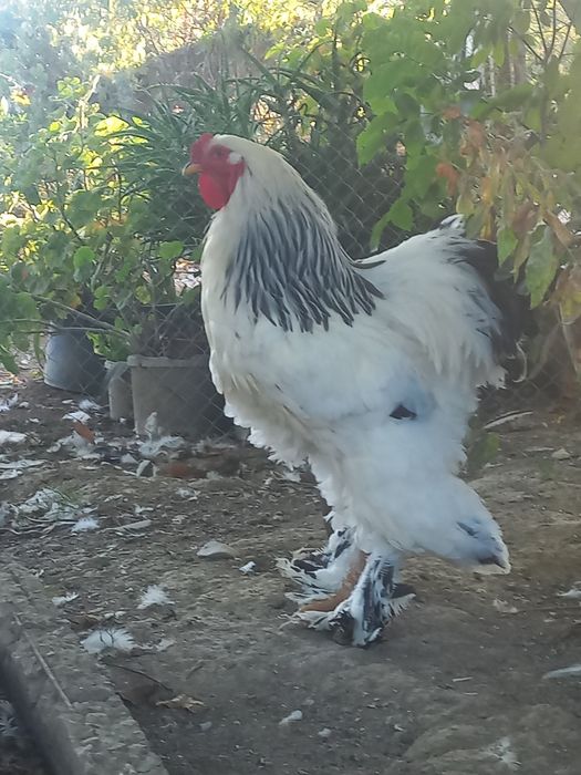 Колумбійська брама півні