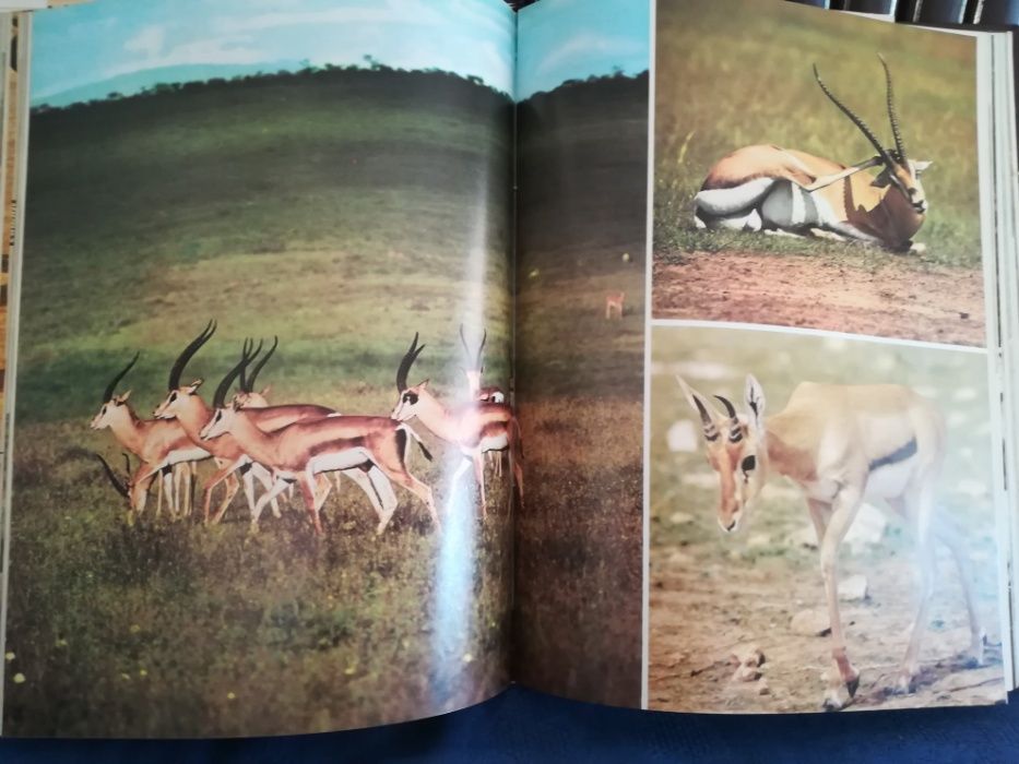 "O Mundo Submarino,Cousteau e "A Fauna " em português