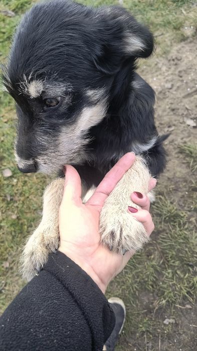 Oddam pieski w dobre ręce