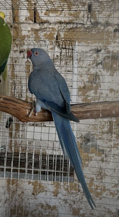 Ring neck violeta adulta