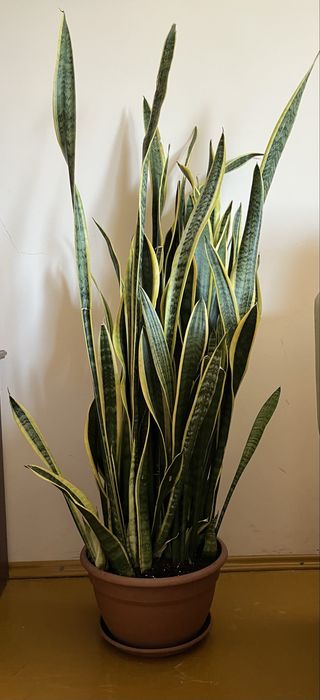 Сансевієрія велика довжина від підлоги 113см
