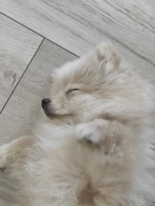 Шпіцюля шукає родинну