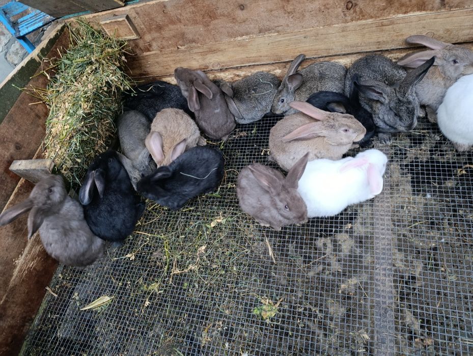 Кролики, кролі, пухнастики