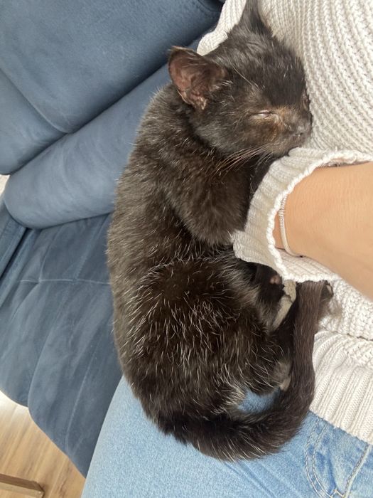 Kot Felek szuka domu