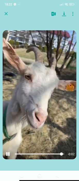 Mleko kozie od szczęśliwych kózek