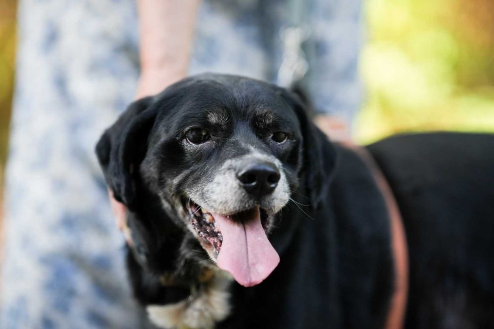 Cudowny Kubuś bardzo prosi o dom