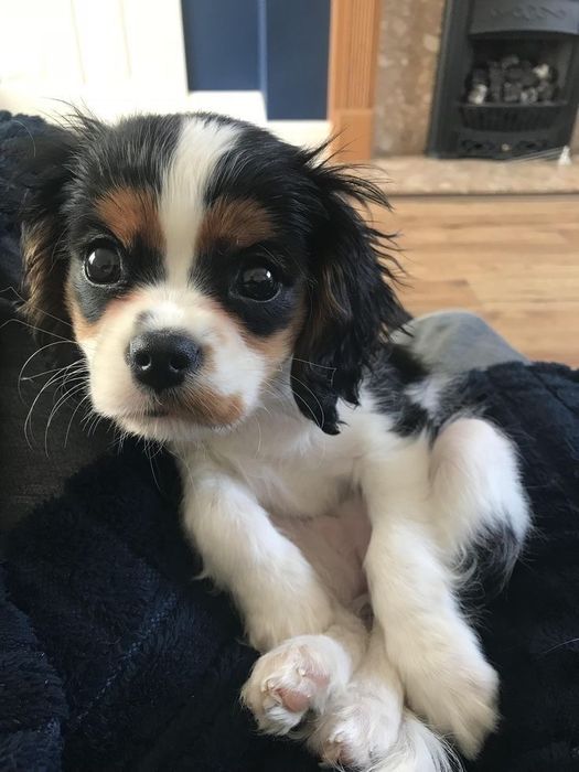 Ніжні, лагідні хлопчики Кавалер Кінг Чарльз Спаніель