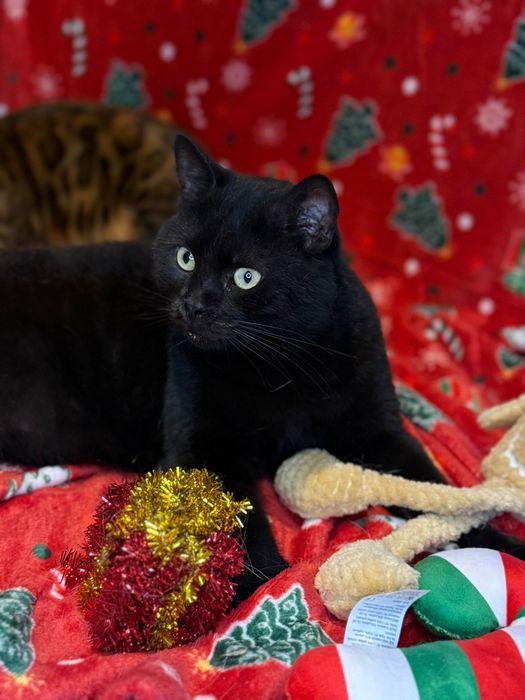 Tofik do adopcji szuka domu