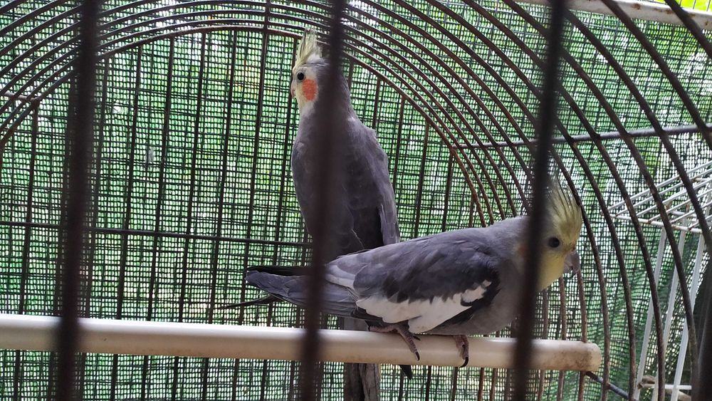 Caturras nova linhagem