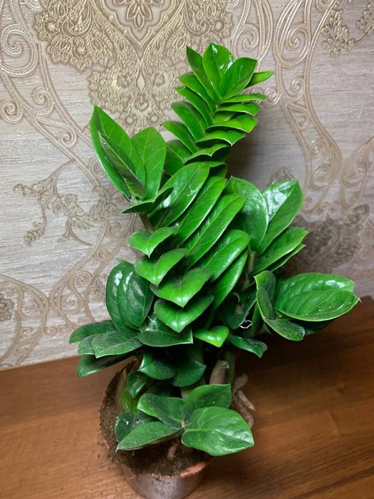 Заміокулькас Зензі