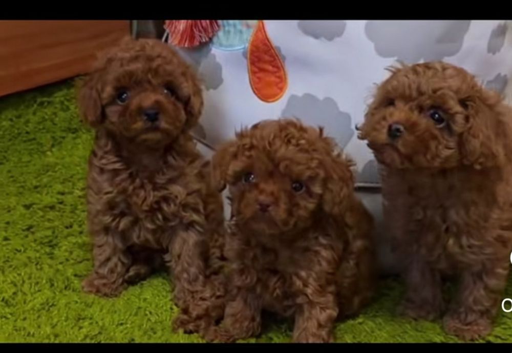 Малиши той пудель . вибір .