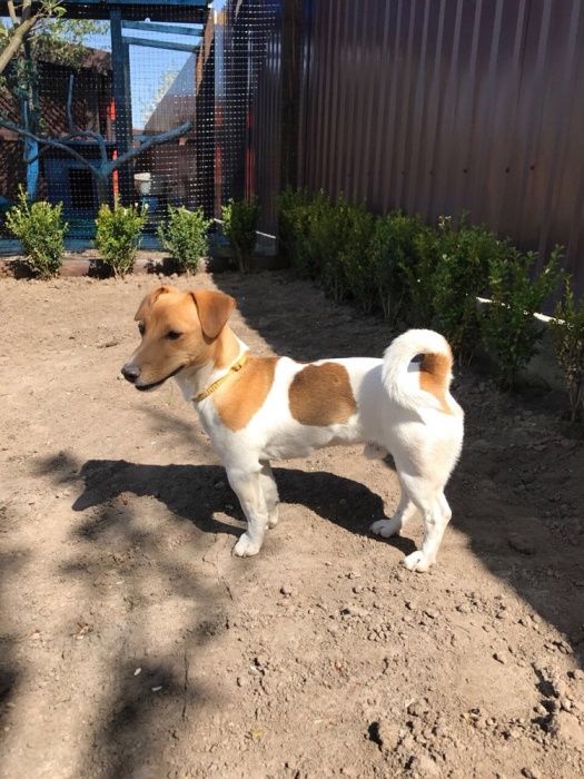 ВЯЗКА!!! Молодой кабель Джек Рассел терьер ищет себе девочку для вязки