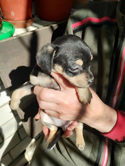 Той терьер щенок