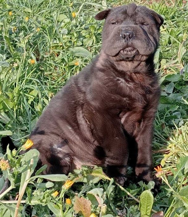 Sharpei Bebé Fêmea