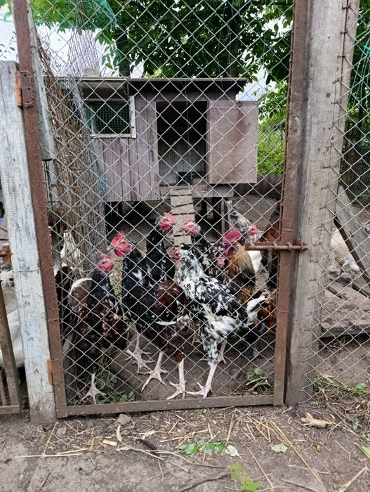 Лівенська ситцева молоді півники