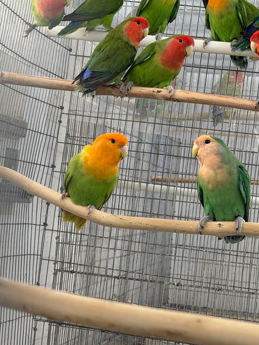 Agaponis rosicollis longfettars várias aves aves de linha de exposição