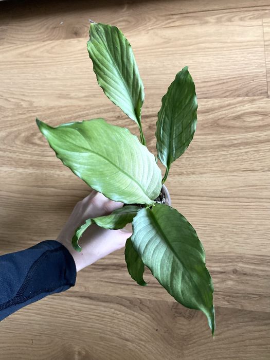 Spathypyllum ghost dla p. Marcina