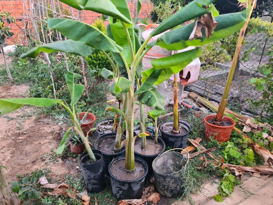 Bananeiras otima qualidade de todos os tamanhos