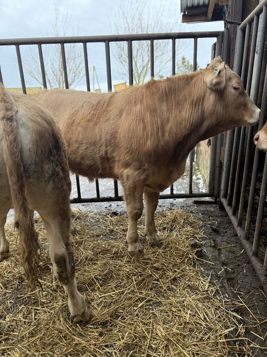 Sprzedam byka rasy blonde d’aquitaine