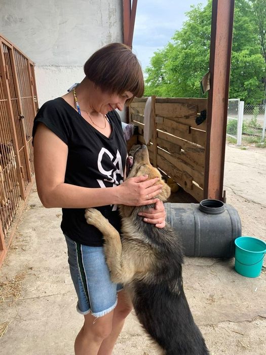 Молоді, розумні собачки шукають дім