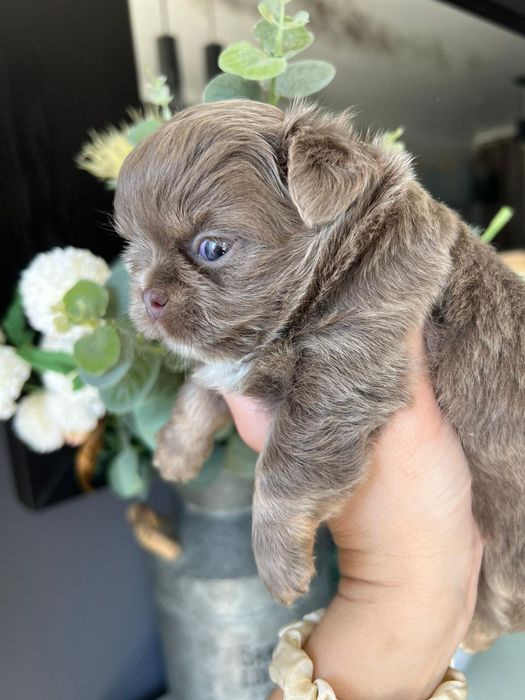 Chihuahua  Lilac de olhos azuis . Menino . Pêlo Longo.  Lindo demais.