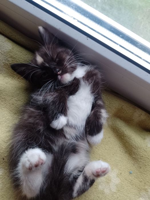 Віддам кошенят безкоштовно